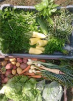 /album/kepgaleria-kepek/a971337-419161921529866-998265825-n-jpg1/