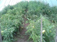 /album/kepgaleria-kepek/a10385293-749083238486386-5011403389085382520-n-jpg1/